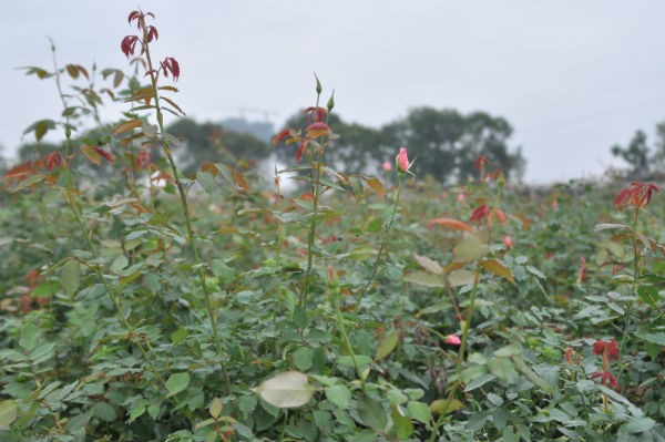 Tay Tuu flower village in Spring  - ảnh 10